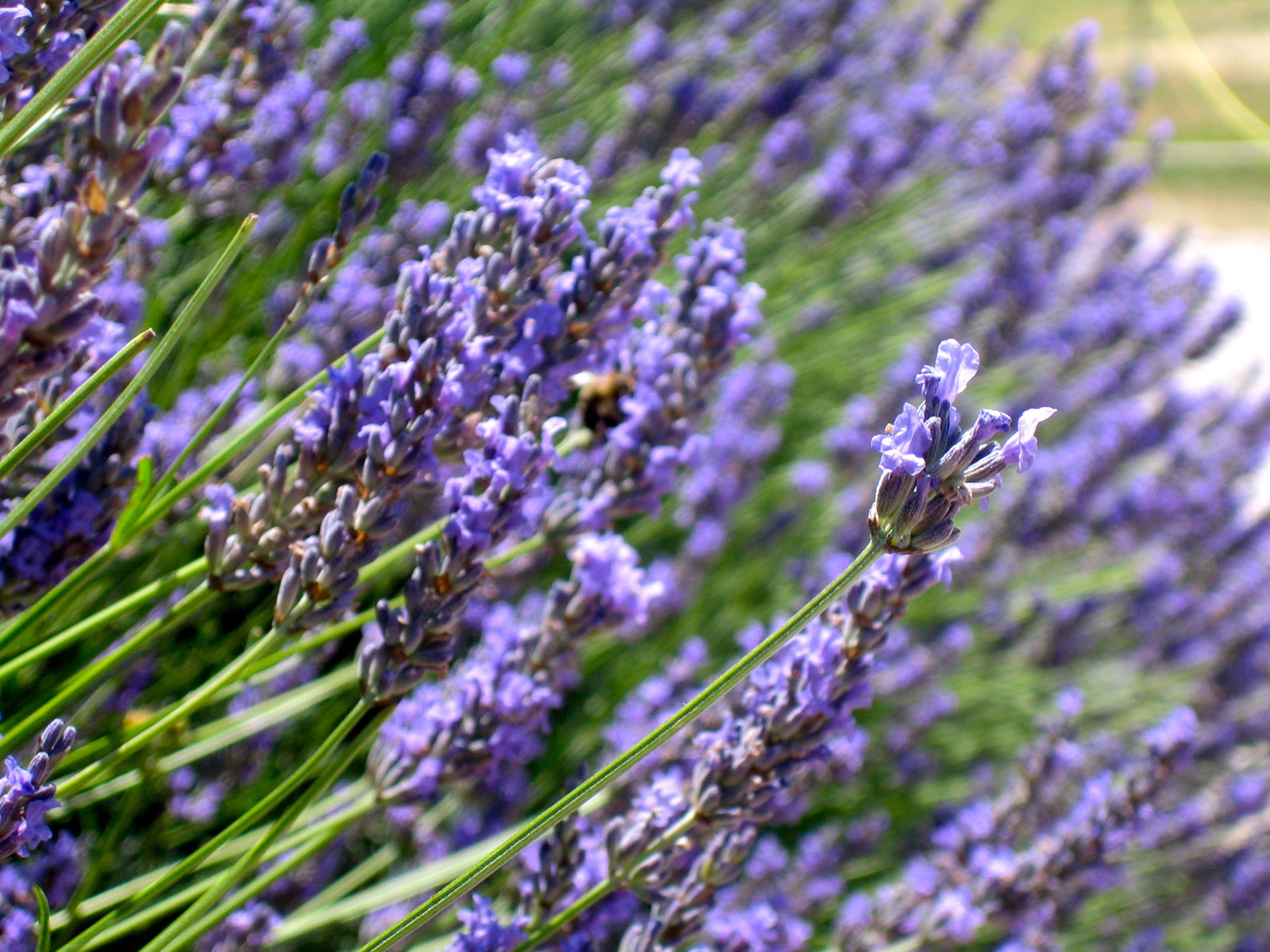 Provencal Lavender