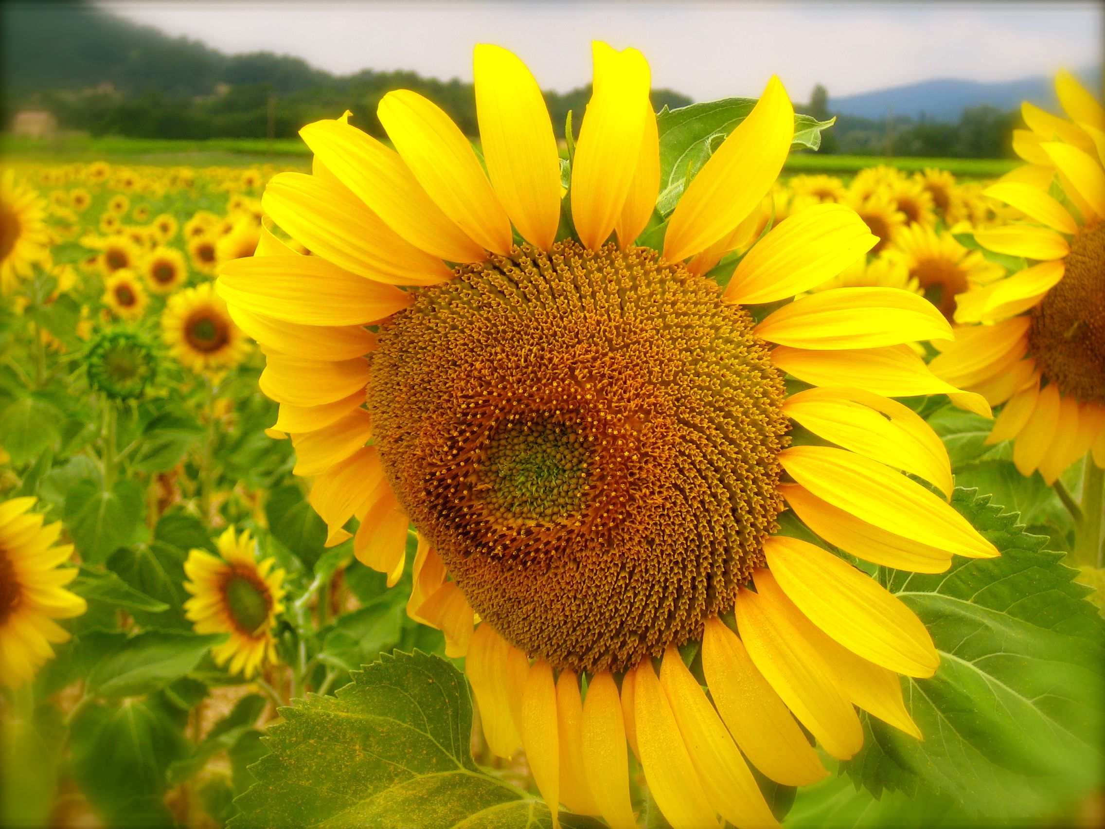 Provencal sunflower