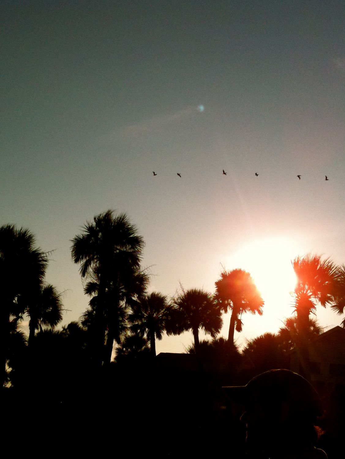 edisto_palmettos